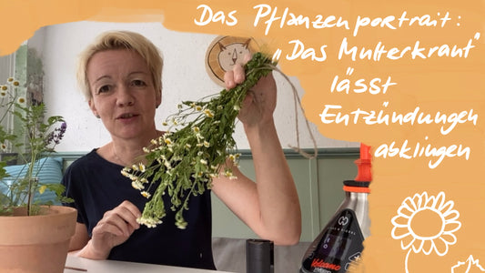 Das Mutterkraut - lässt Entzündungen abklingen