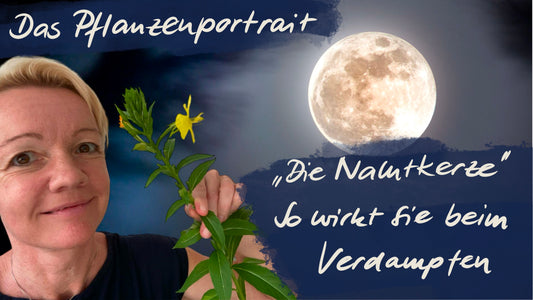 Die Nachtkerze - so wirkt sie beim Verdampfen: Bei Wechseljahresbeschwerden, hohem Blutdruck u.v.m.