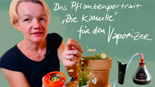 Die Kamille - Hilft bei Blähungen, Magenbeschwerden, Entzündungen und eigentlich fast allem...
