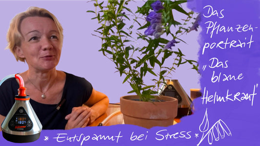 Das Blaue Helmkraut (Baikal-Helmkraut) - Entspannt bei Stress