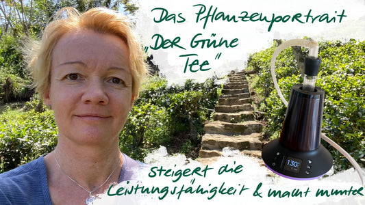 Der Grüne Tee - steigert die Leistungsfähigkeit und macht munter