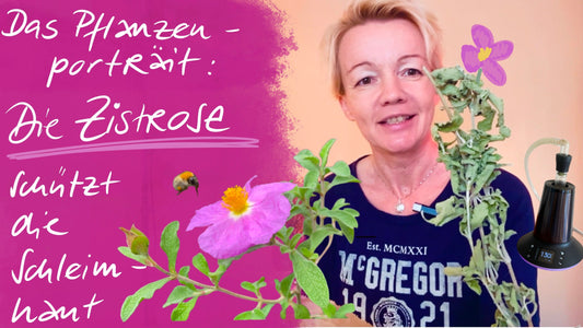 Das Pflanzenportrait: Die Zistrose - Zellschutz für gereizte Schleimhäute in Mund, Nase und Rachen