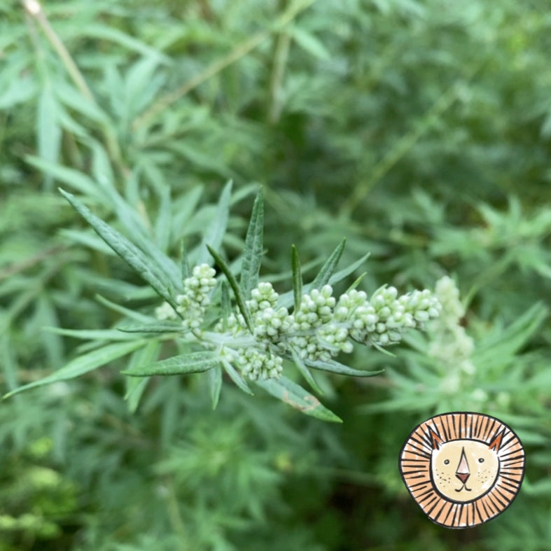 Beifuß / artemisia vulgaris