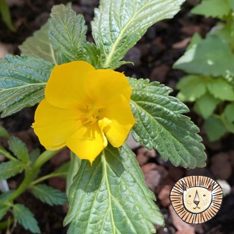 Damiana / turnera diffusa