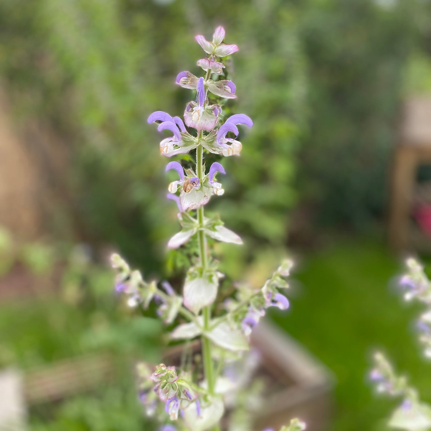 Muskatellersalbei (Salvia sclarea) - 10 Samen inkl. Aussaatanleitung