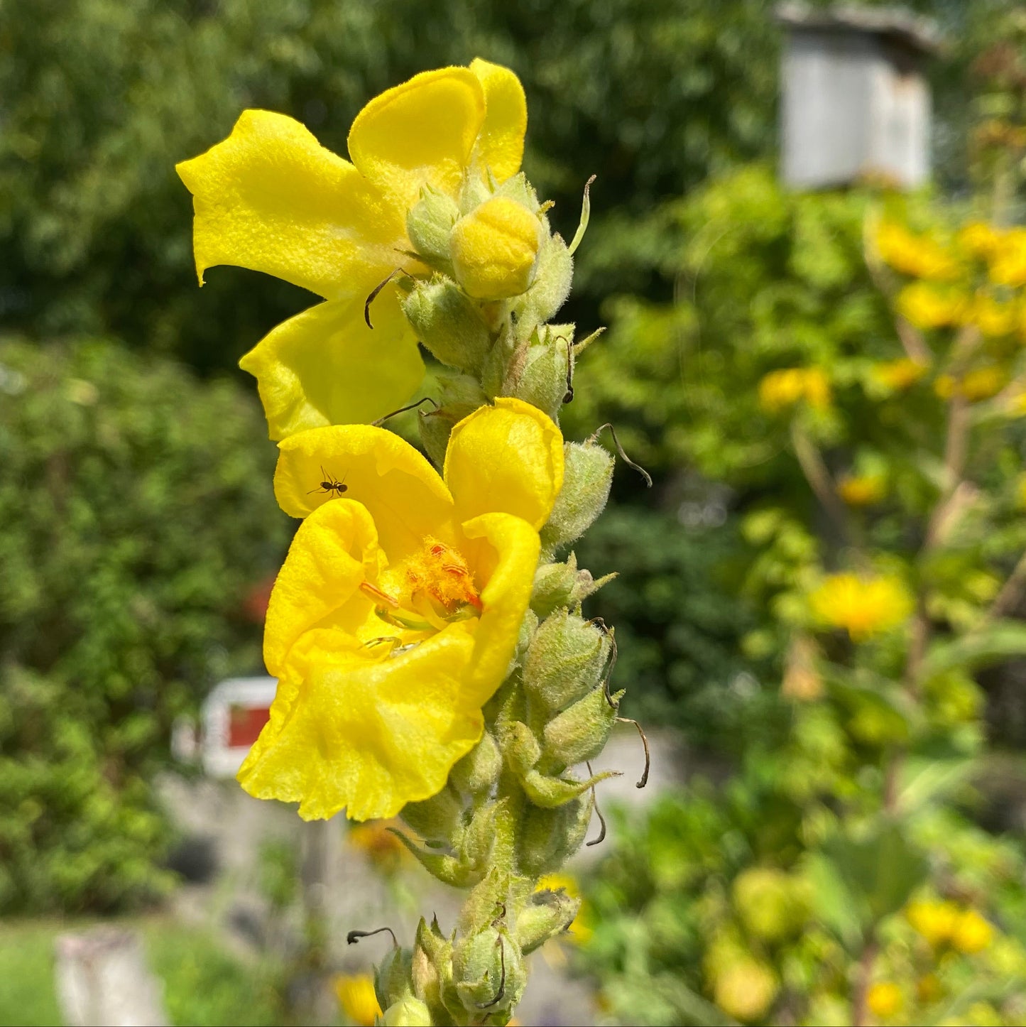 Königskerze (Verbascum thapsiforme) - 30 Samen inkl. Aussaatanleitung