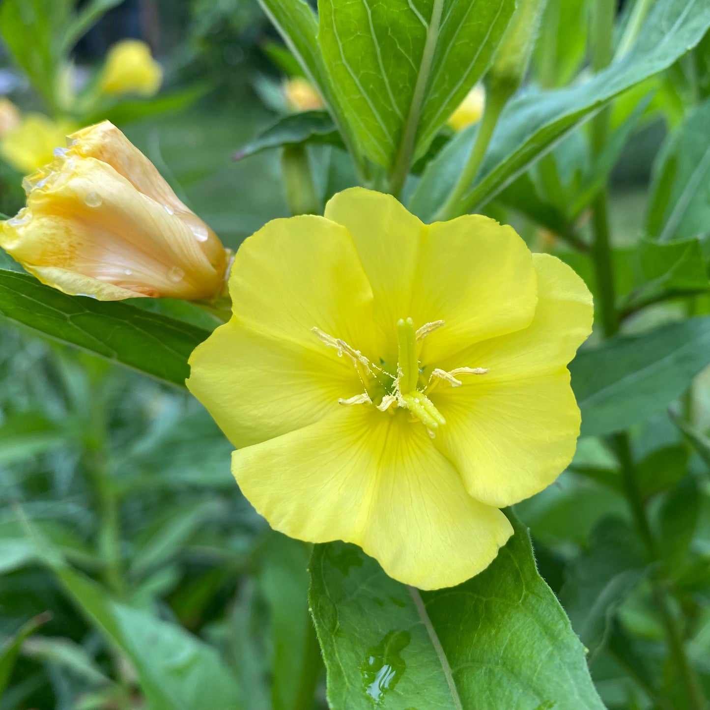 Nachtkerze (Oenothera biennis) - 30 Samen inkl. Aussaatanleitung