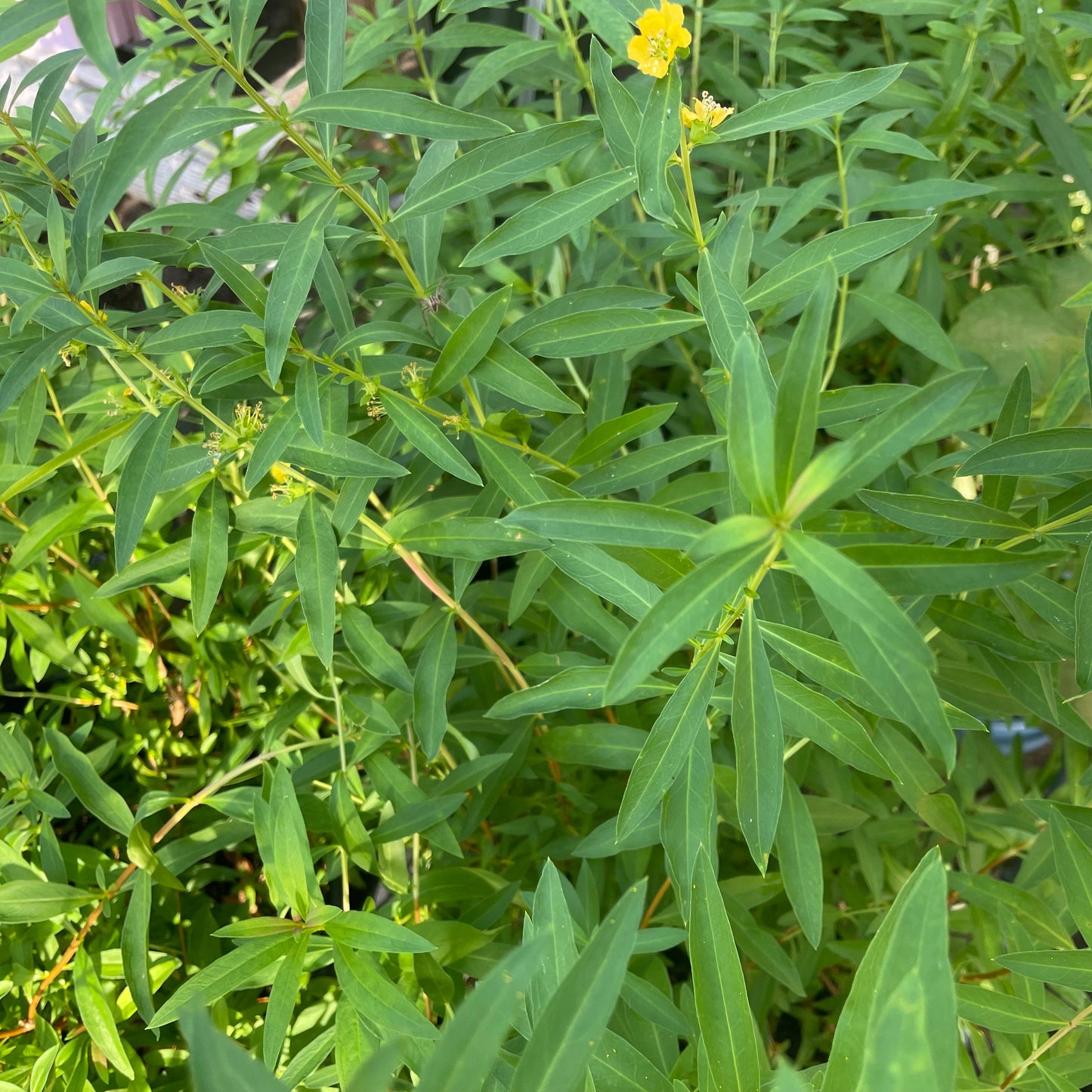 Sinicuichi (Heimia salicifolia) - 25 Samen inkl. Aussaatanleitung