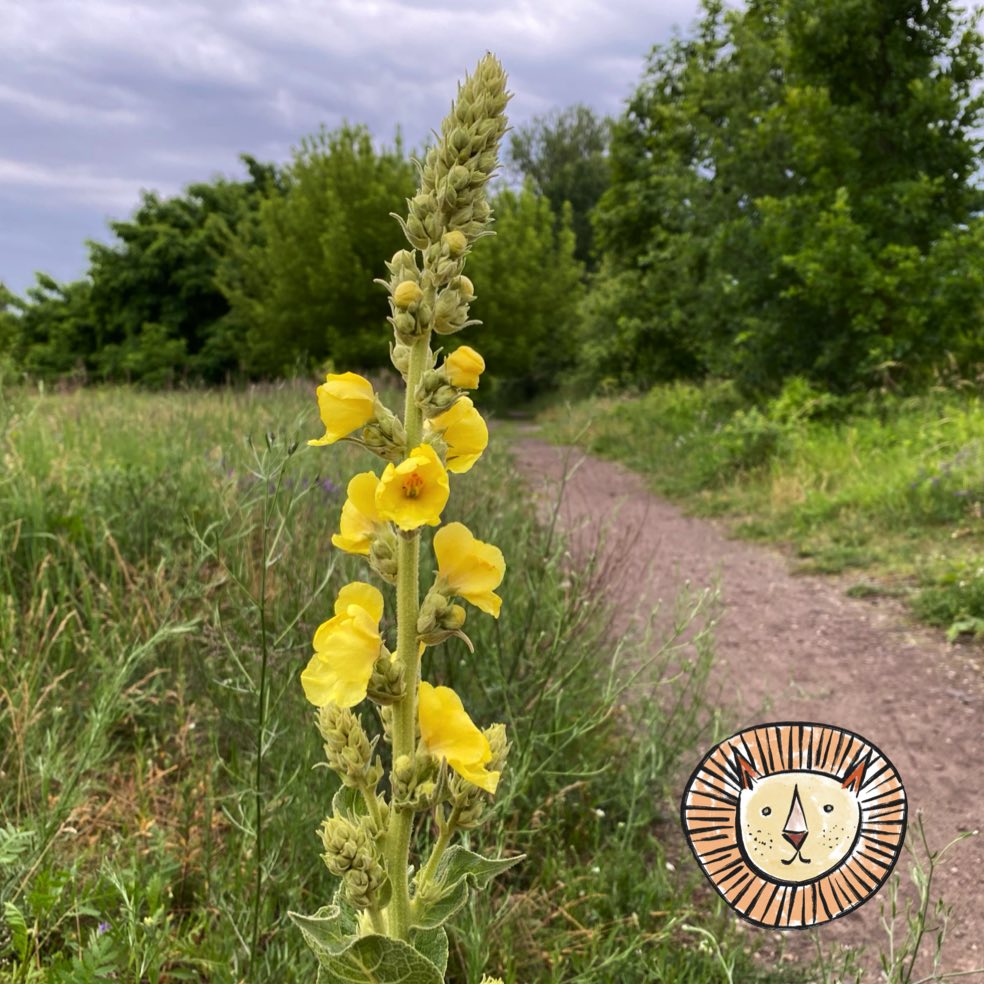 Königskerze / verbascum thapsus u.a.