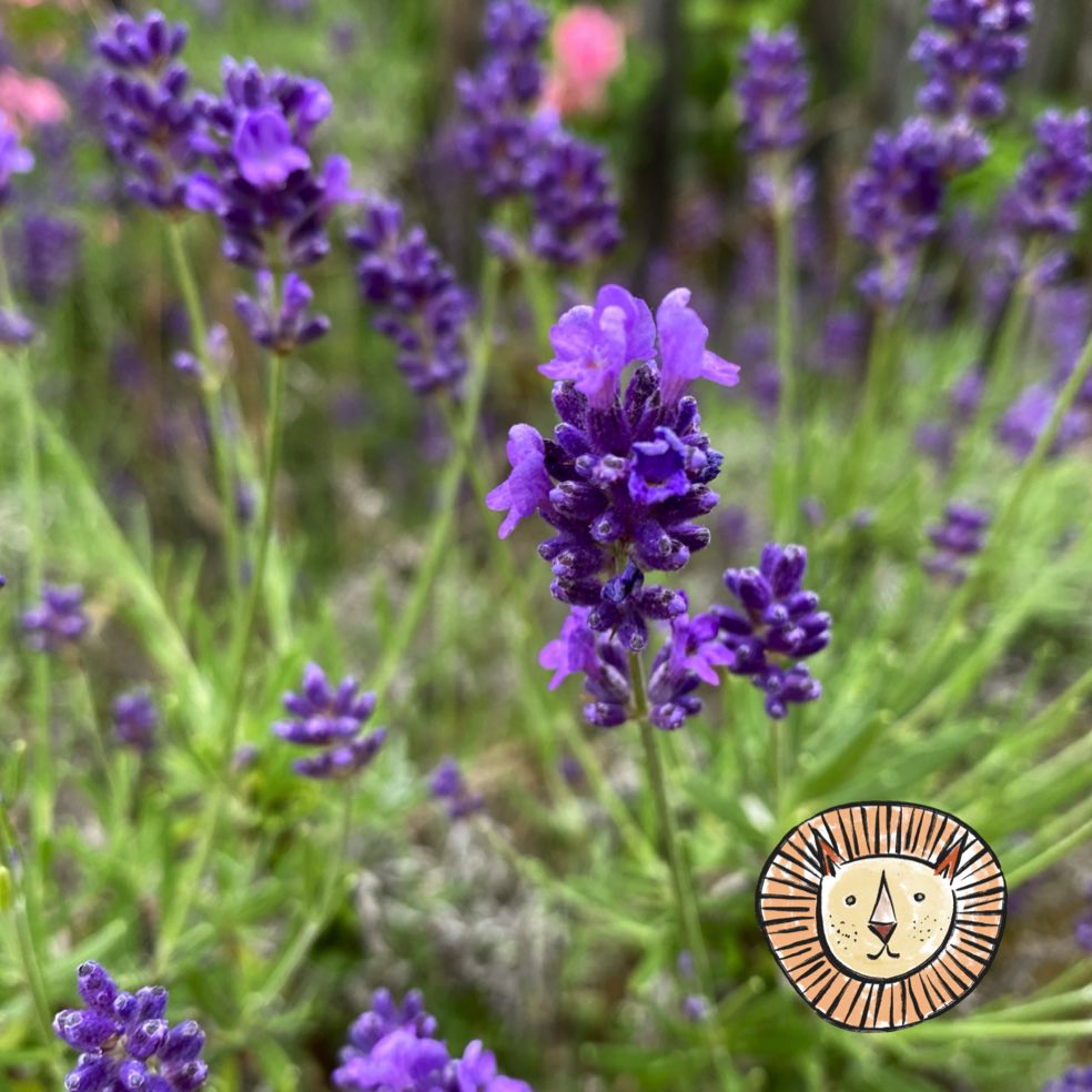 Lavender (real) / lavandula angustifolia
