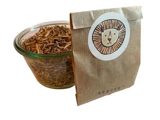 couch grass / elymus repens