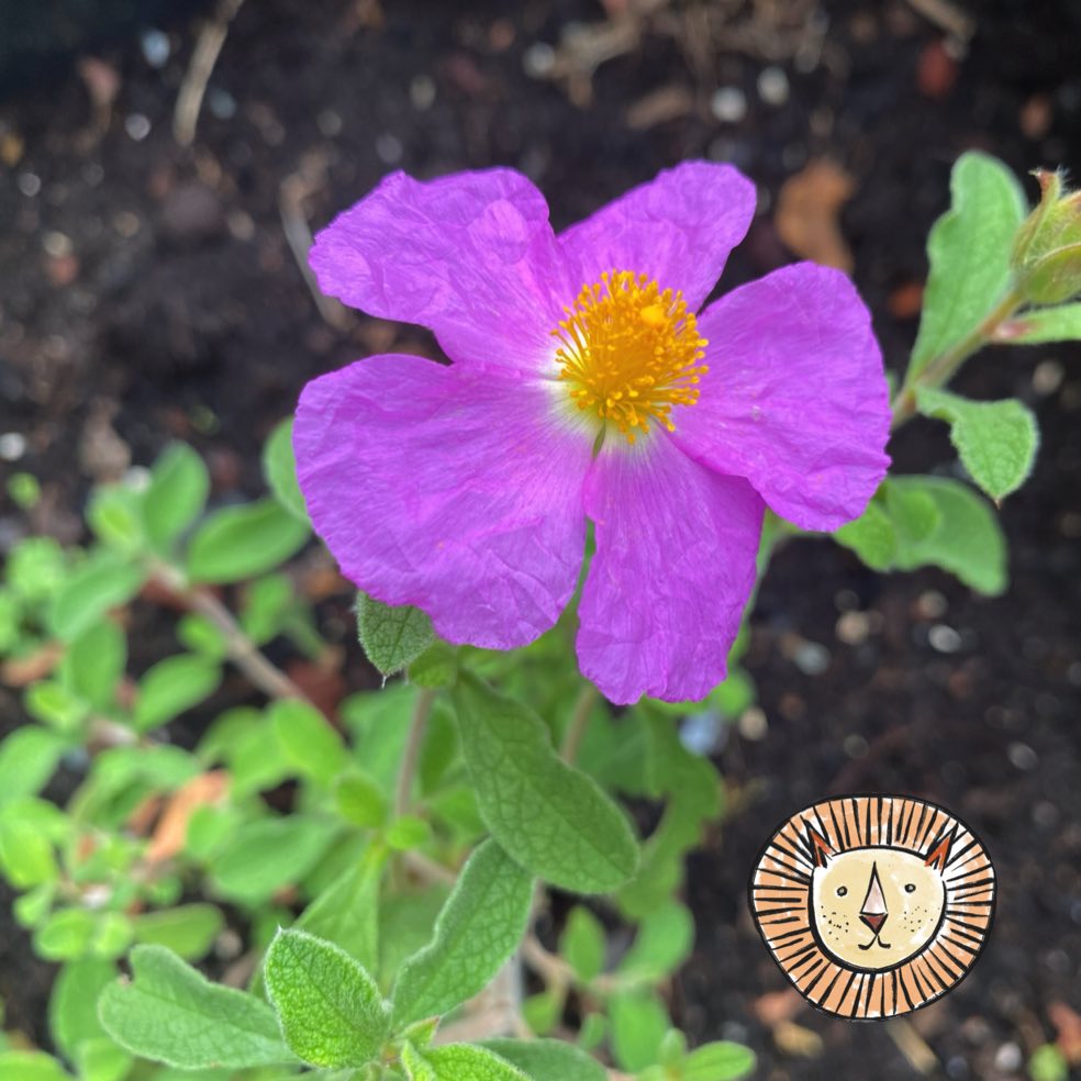 Zistrose (Cistrose) / cistus incanus