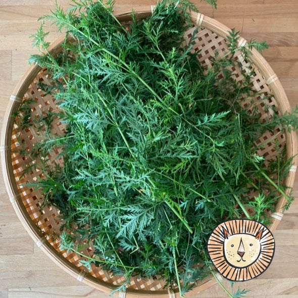 Artemisia / artemisia annua (Beifuß einjährig)