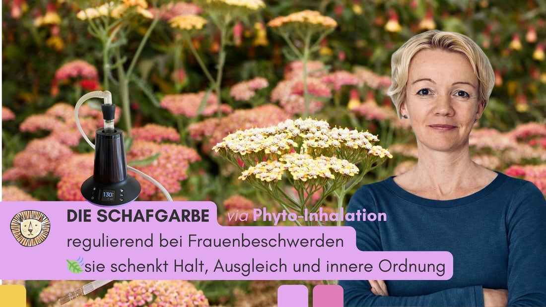 Die Schafgarbe – regulierend bei Frauenbeschwerden 🍃sie schenkt Halt, Ausgleich und innere Ordnung