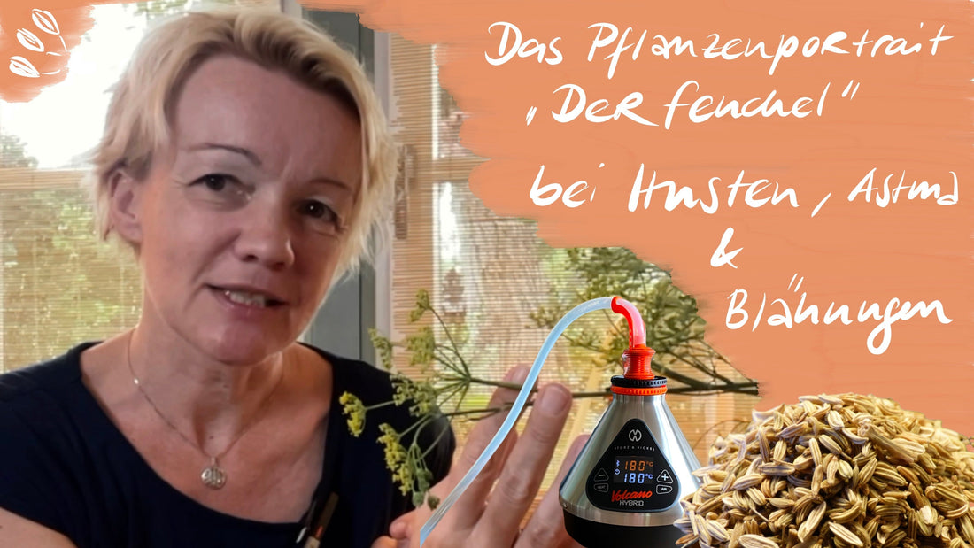Der Fenchel - hilft bei Husten, Asthma und Blähungen