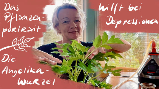 Die Angelikawurzel verdampfen - bei Depressionen, Stress, Schlafstörungen und Rheuma
