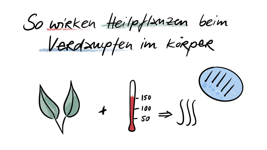 So wirken Heilpflanzen beim Vaporisieren im Körper