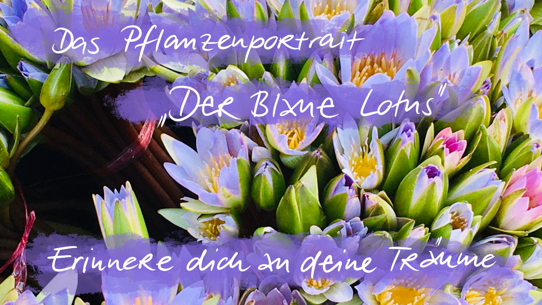 Der Blaue Lotus - Erinnere dich an deine Träume!