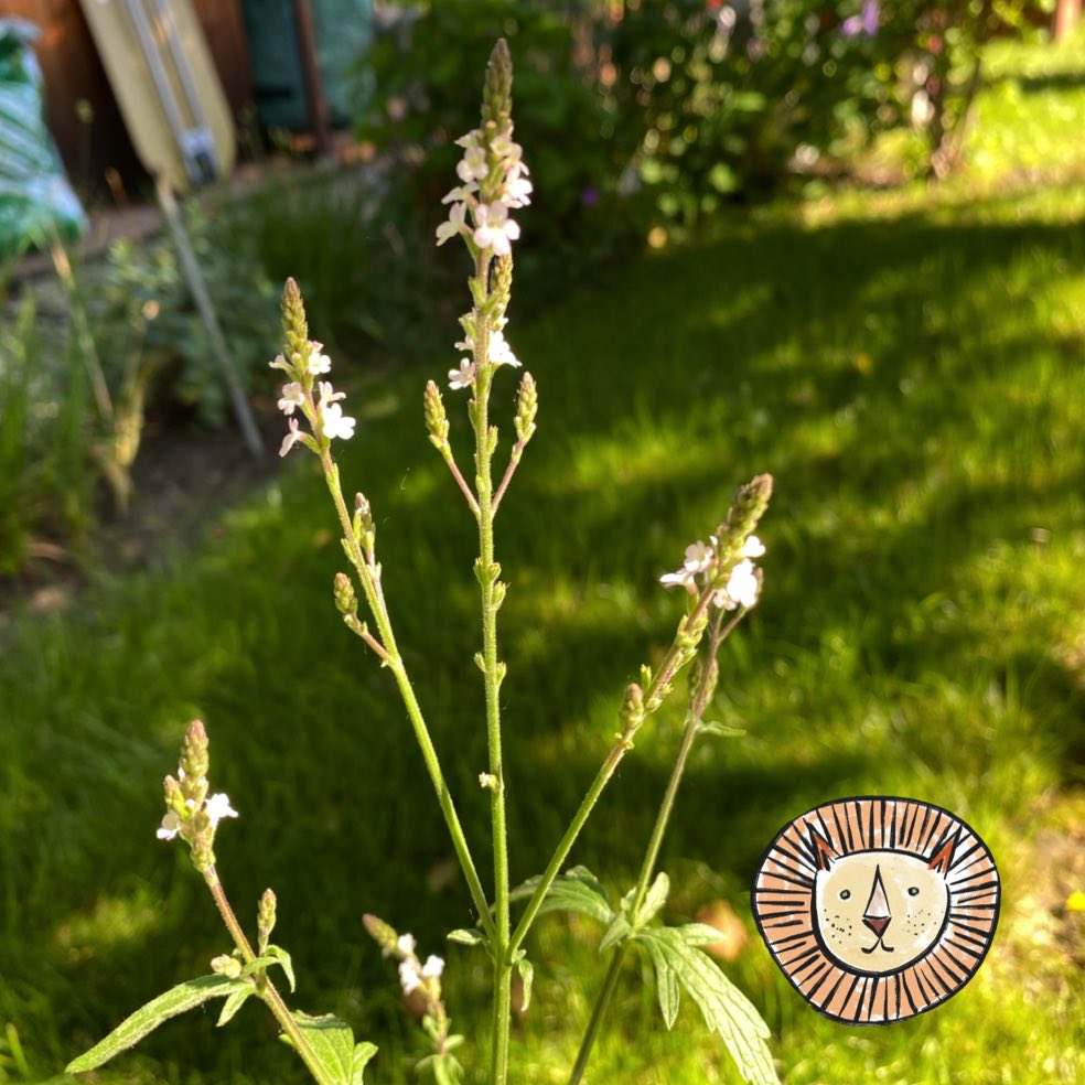 Verbena / verbena officinalis 