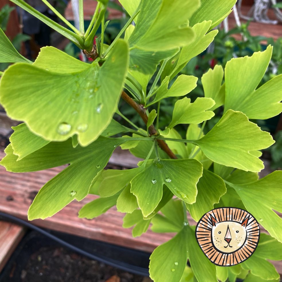 Ginkgo / ginkgo biloba