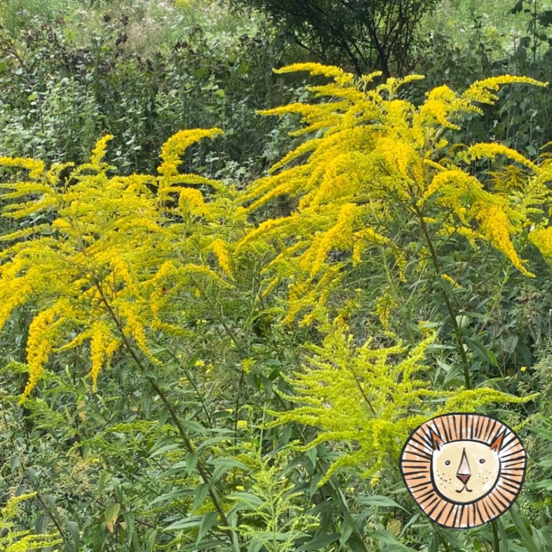 Goldenrod / solidago virgaurea 