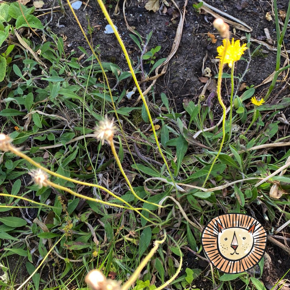 Habichtskraut (kleines) / hieracium pilosella