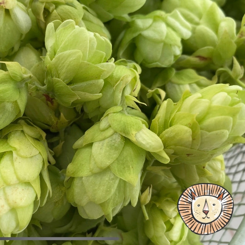 Hops / humulus lupulus 