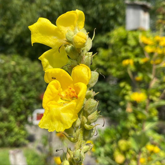 Königskerze (Verbascum thapsiforme) - 30 Samen inkl. Aussaatanleitung