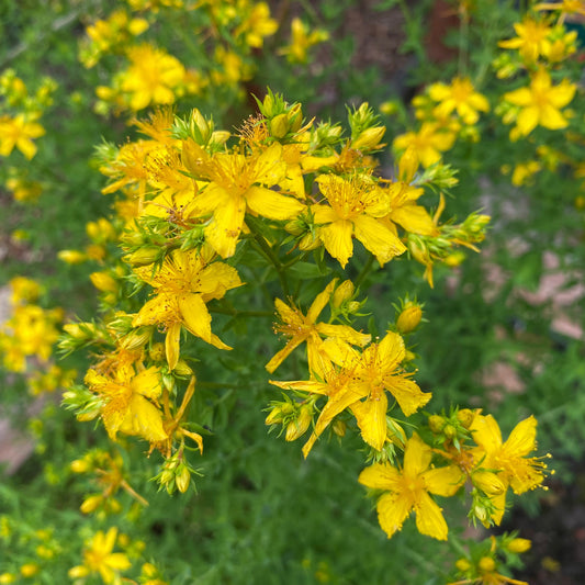 Echtes Johanniskraut (Hypericum perforatum) - 40 Samen inkl. Aussaatanleitung