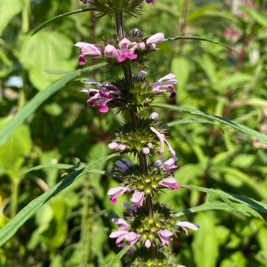 Sibirisches Herzgespann/ Marihuanilla (Leonurus sibiricus) - 10 Samen inkl. Aussaatanleitung (Kopie)