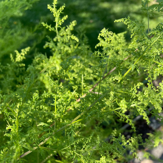 Artemisia annua (Einjähriger Beifuß) - 30 Samen inkl. Aussaatanleitung