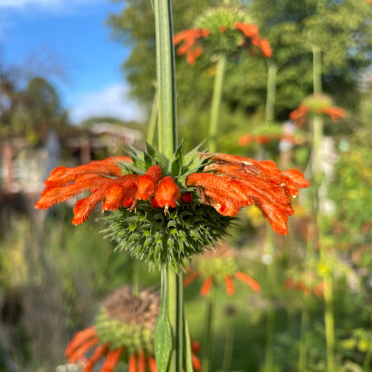 Afrikanisches Löwenohr (Leonotis nepetifolia) - 10 Samen inkl. Aussaatanleitung