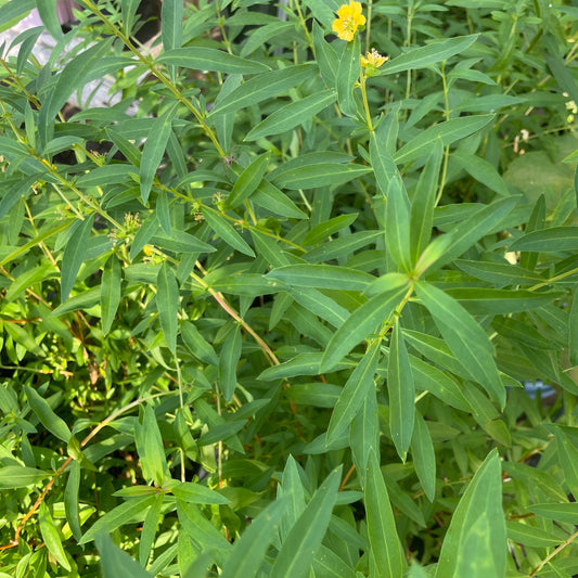 Sinicuichi (Heimia salicifolia) - 25 Samen inkl. Aussaatanleitung