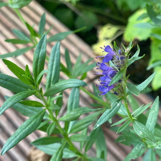 Baikal-Helmkraut (Scutellaria baicalensis) - 10 Samen inkl. Aussaatanleitung
