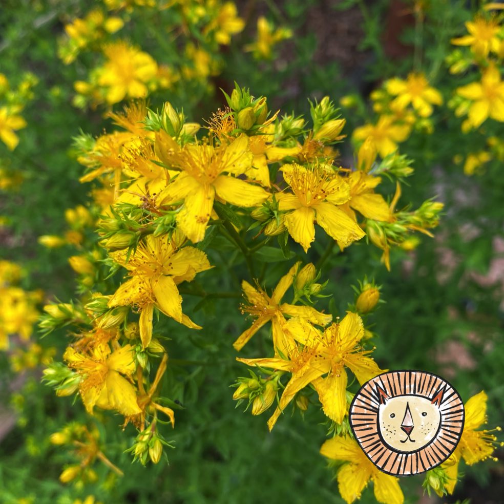 St. John's wort / hypericum perforatum 