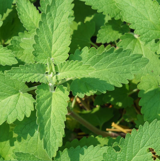 Echte Katzenminze (Nepeta cataria) - 20 Samen inkl. Aussaatanleitung