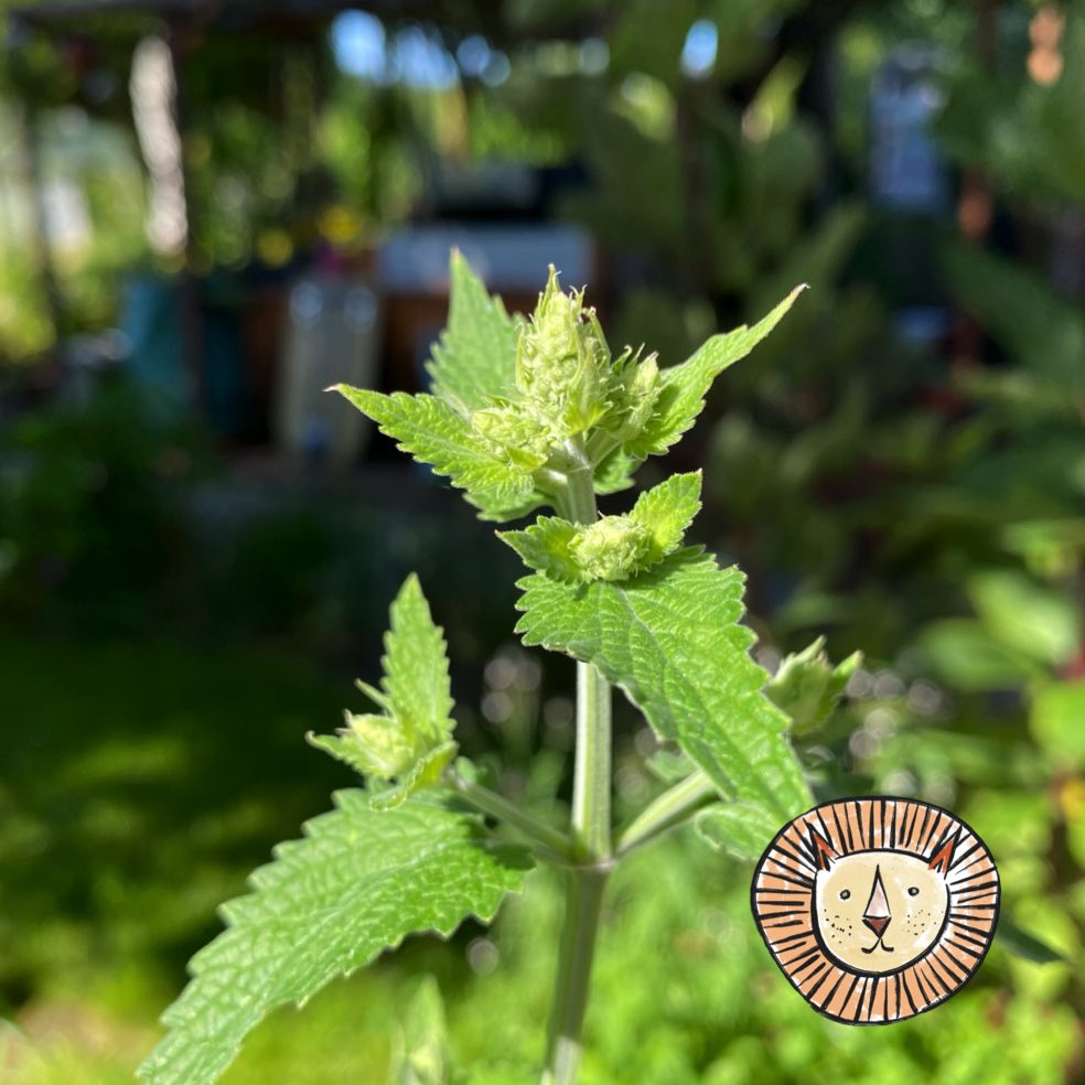 Katzenminze (echte) / nepeta cataria