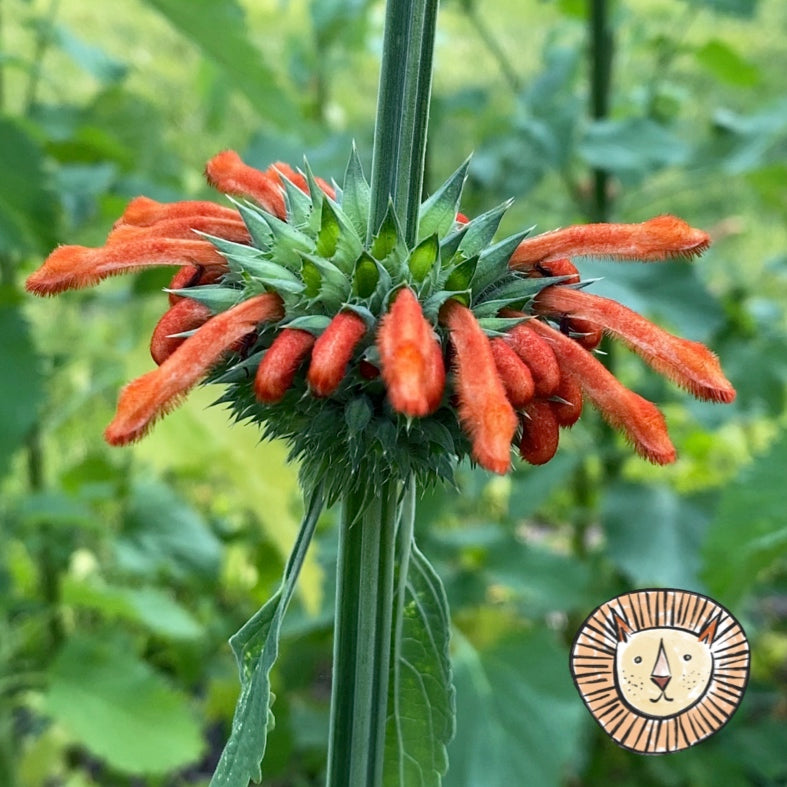 Lion's ear, African lion's ear, wild dagga / leonotis leonurus 