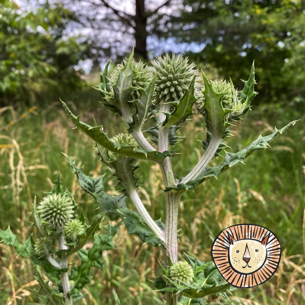 Milk thistle / silybum marianum 