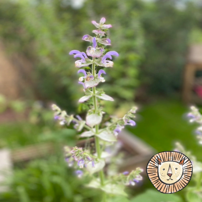 Clary sage / salvia sclarea 