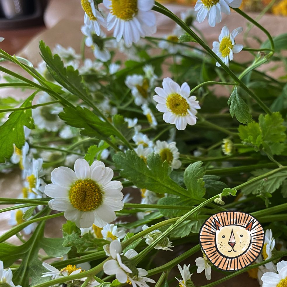 Feverfew / tanacetum parthenium 