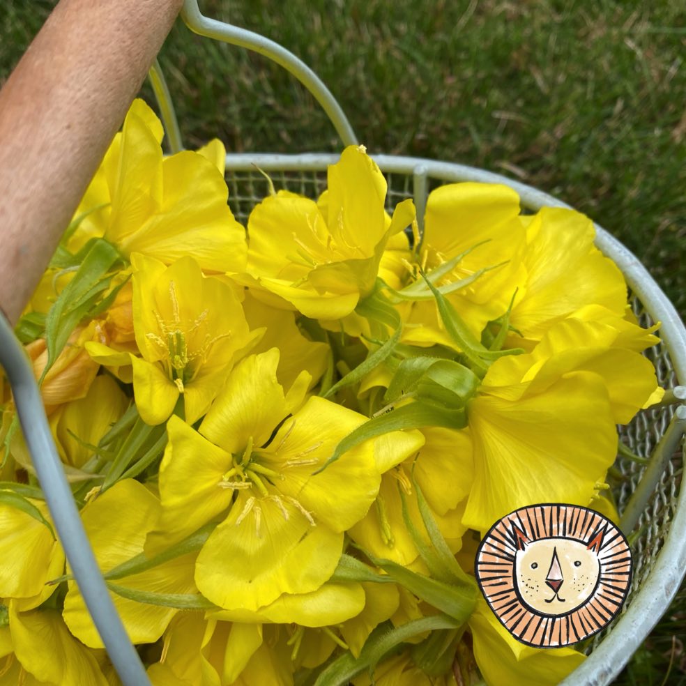 Evening primrose (common) / oenothera biennis 