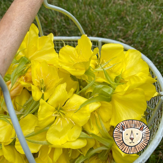 Nachtkerze (Gemeine) / oenothera biennis