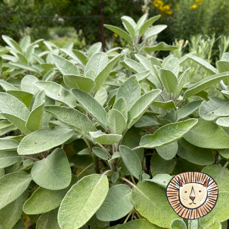 Sage (real) / salvia officinalis 