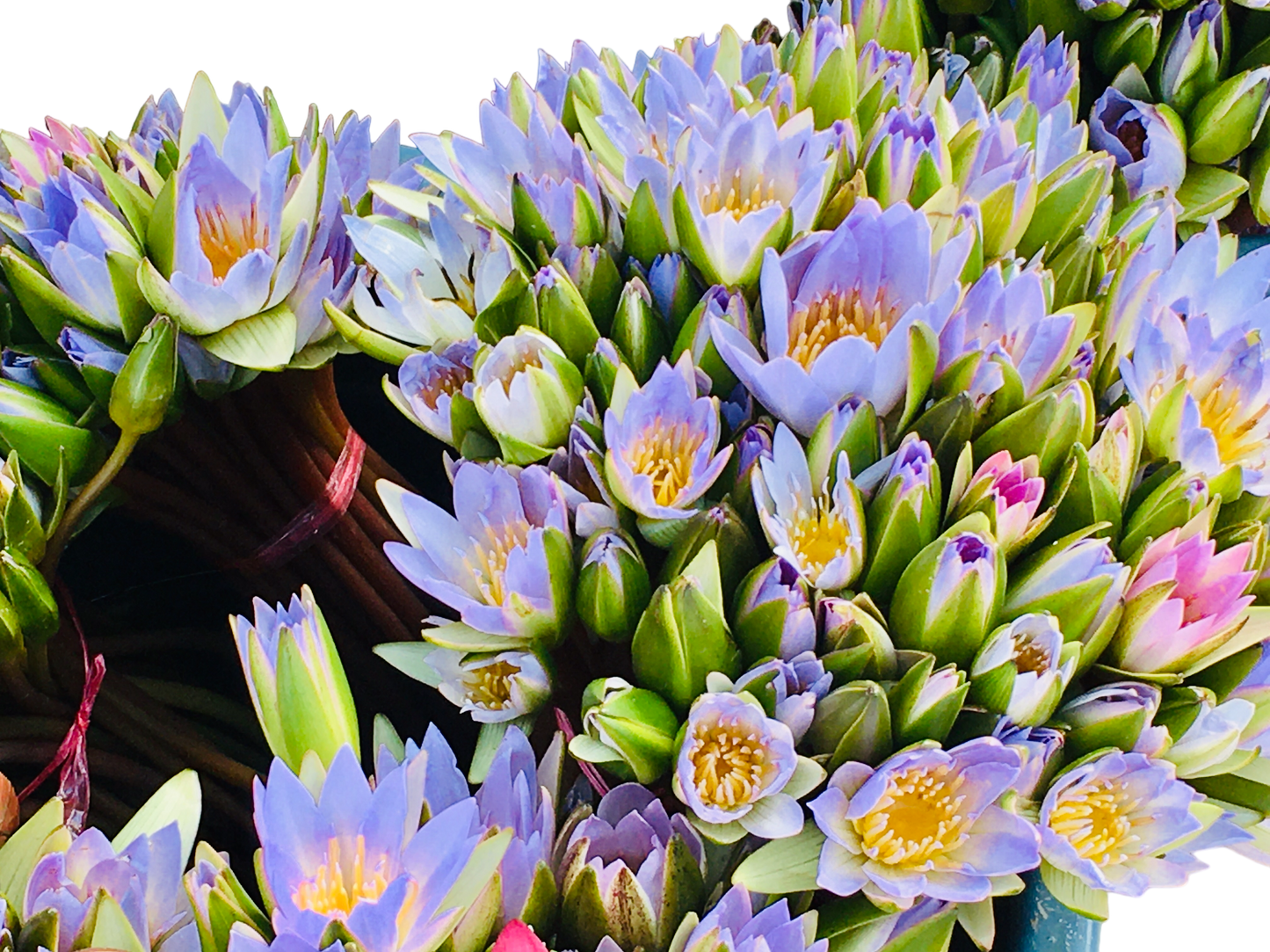 Blauer Lotus / nymphaea caerulea